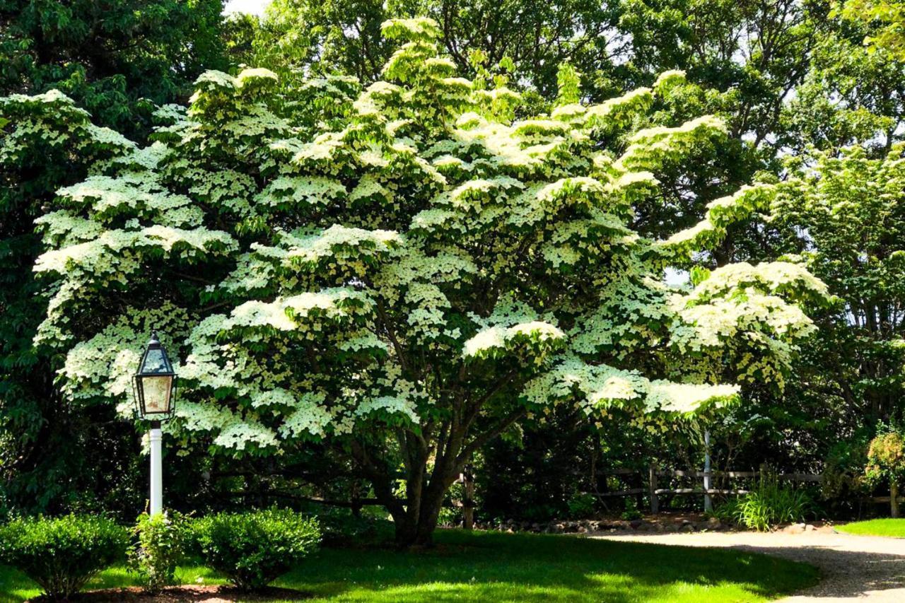 Villa Lily Hill Vineyard Haven Esterno foto
